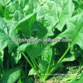 Large leaf Spinach Seeds for growing
